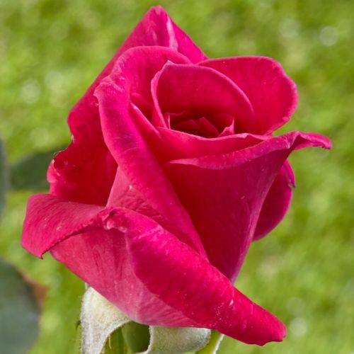 Rosa Sasad - roz - Trandafir copac cu trunchi înalt - cu flori teahibrid - coroană dreaptă